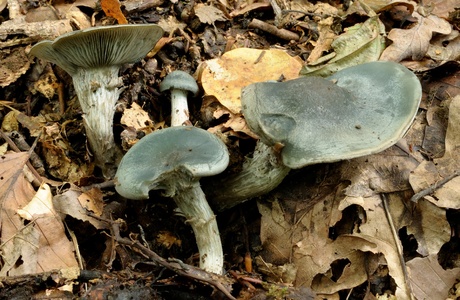 Grüner Anis-Trichterling (Clitocybe odora) - © Michaela und Gernot Friebes